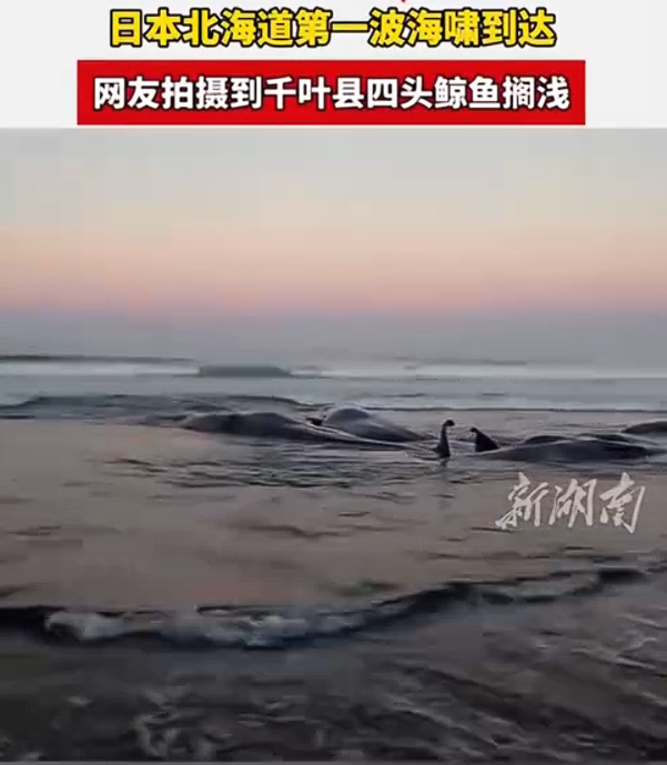 东京地区记录到0.2米高的海啸。-同恩资源分享网